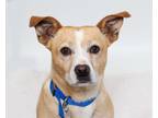 Adopt Archie a Dachshund / Mixed dog in San Luis Obispo, CA (41460928)