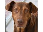 Adopt Cecil a Doberman Pinscher