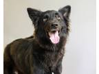 Adopt Lucy a Black Shepherd (Unknown Type) dog in Weatherford, TX (41460927)
