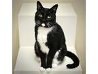 Adopt Huck Finn a Domestic Shorthair / Mixed cat in Sherwood, OR (41435237)