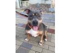 Adopt Tequila (Foster Home) a Black American Pit Bull Terrier / Mixed Breed