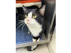 Adopt Atlas a All Black Domestic Shorthair / Domestic Shorthair / Mixed cat in