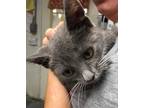 Adopt Jaspurr a Gray or Blue Domestic Shorthair / Mixed Breed (Medium) / Mixed