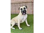 Adopt Mudge a Mastiff / Mixed dog in Canton, GA (41298570)