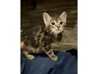 Adopt LACEY a Tiger Striped Domestic Shorthair (short coat) cat in KUNKLETOWN