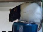 Adopt OLIVE a Rat (medium coat) small animal in Denver, CO (41460851)