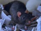 Adopt AUTUMN a Rat (medium coat) small animal in Denver, CO (41460850)