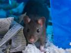 Adopt PIP a Rat (medium coat) small animal in Denver, CO (41460849)