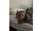 Adopt Majima a Orange or Red Tabby / Mixed (short coat) cat in Saint Peters