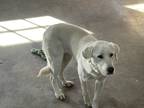 Adopt Corndog a White - with Tan, Yellow or Fawn Great Pyrenees / Labrador