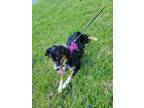 Adopt Arya a Black - with White Australian Shepherd / Mixed dog in Elsmere