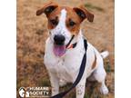 Adopt AQUAFABA a White - with Red, Golden, Orange or Chestnut Pointer / Mixed