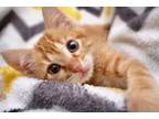 Adopt Rosie a Orange or Red Tabby Tabby (medium coat) cat in Spring