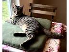 Adopt Oliver a Tiger Striped Bengal (short coat) cat in Harrisburg