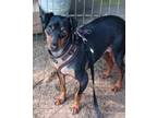 Adopt Snickers a Black - with Tan, Yellow or Fawn Miniature Pinscher / Mixed dog