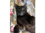 Adopt Kuro a Brown or Chocolate Domestic Shorthair / Mixed (short coat) cat in
