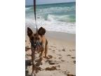 Adopt Kyia a Brown/Chocolate Mutt / Mixed dog in Sunrise, FL (41460884)
