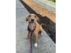 Adopt 55913460 a Terrier, Mixed Breed