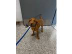 Adopt Ray a Terrier, Mixed Breed