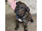 Adopt Thor a Terrier, Mixed Breed