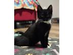 Adopt Toad a Domestic Short Hair