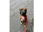 Adopt 55930875 a Boxer, Terrier