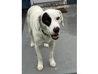 Adopt Snow a White - with Black Labrador Retriever / Mixed Breed (Medium) /