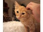 Adopt Cosmo a Orange or Red Tabby Tabby (medium coat) cat in Spring