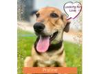 Adopt Praline-Adoption Fee Grant Eligible! a German Shepherd Dog / Labrador