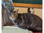 Adopt Blueberry a Domestic Shorthair / Mixed (short coat) cat in Brainardsville