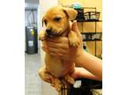 Adopt Wanda a Brown/Chocolate Labrador Retriever / Mixed dog in Picayune