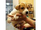 Adopt Winona a Brown/Chocolate Labrador Retriever / Mixed dog in Picayune
