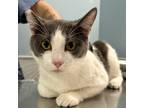 Adopt WILLY-WONKA a White Domestic Shorthair / Domestic Shorthair / Mixed (short