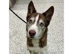 Adopt FULTON a Brown/Chocolate Husky / Mixed dog in San Antonio, TX (41421716)