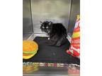 Adopt Relish a All Black Domestic Longhair / Domestic Shorthair / Mixed cat in