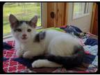 Adopt Cream a Gray or Blue Domestic Shorthair / Domestic Shorthair / Mixed cat