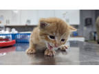 Adopt Chips a Orange or Red Domestic Shorthair / Mixed Breed (Medium) / Mixed