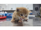 Adopt Chips a Orange or Red Domestic Shorthair / Domestic Shorthair / Mixed cat