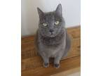Adopt Smokey a Gray or Blue Domestic Shorthair / Domestic Shorthair / Mixed cat