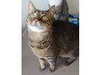 Adopt Molly a Brown Tabby Domestic Shorthair / Mixed Breed (Medium) / Mixed