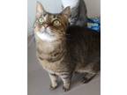 Adopt Molly a Brown or Chocolate Domestic Shorthair / Domestic Shorthair / Mixed