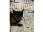 Adopt 55918156 a All Black Domestic Mediumhair / Mixed Breed (Medium) / Mixed