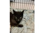 Adopt 55918156 a All Black Domestic Mediumhair / Domestic Shorthair / Mixed cat