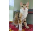 Adopt Clementine a Brown Tabby Domestic Shorthair / Mixed Breed (Medium) / Mixed