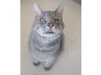 Adopt Max a Gray or Blue Domestic Shorthair / Domestic Shorthair / Mixed cat in