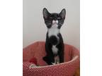 Adopt Doc a All Black Domestic Shorthair / Domestic Shorthair / Mixed cat in