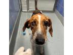 Adopt Twizzler a Tan/Yellow/Fawn Hound (Unknown Type) / Mixed dog in Richmond