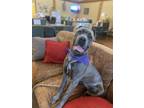 Adopt Nymeria a Gray/Blue/Silver/Salt & Pepper Cane Corso / Mixed dog in