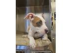 Adopt Ginny a White American Pit Bull Terrier / Mixed Breed (Medium) / Mixed