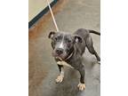 Adopt Tad a Gray/Blue/Silver/Salt & Pepper American Pit Bull Terrier / Mixed dog